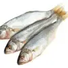 Lüfer 1 Kg