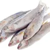 Kefal 1 Kg