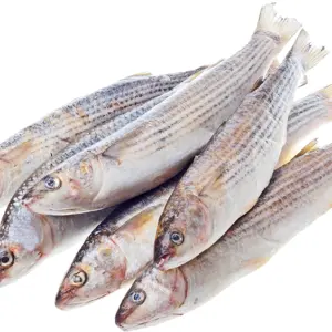 Kefal 1 Kg